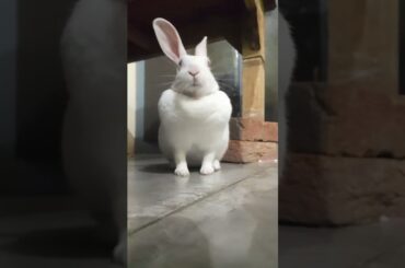 #viral #bunny #cute #rabbit
