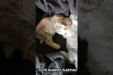 #shorts #cute #bunny