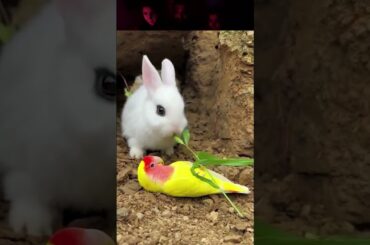 cute rabbit @YouTube #trending #comedy #viral #mybloopers #funny #shorts