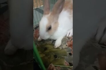 Cute rabbit storytime || Changu Mangu || Like and Subscribe