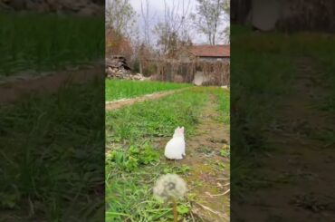 cute rabbit playing ground #2023