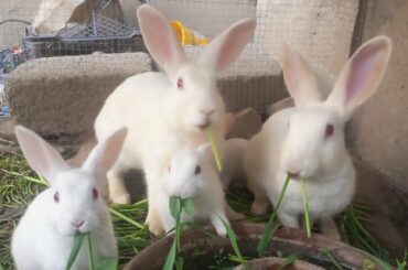 Cute Babies Rabbit Eating And Feeding Activities|CUTE BABY RABBITS