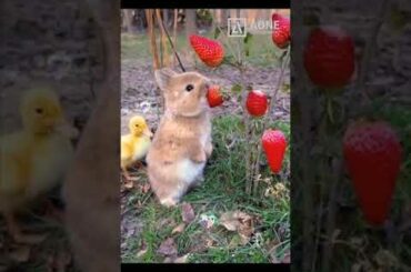 Cute rabbit eating strawberry