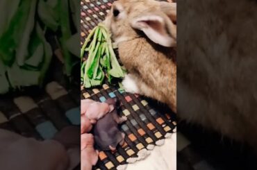 cute baby rabbits playing/bunny rabbit/baby rabbits/cute baby animal videos/cute animals#shortsfeed