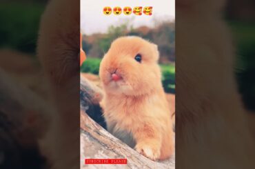 The Cutest Baby Rabbit A Must See for Animal Lovers# BabyRabbits#CuteAnimals#PetRabbits#BunnyLove