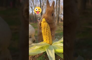 #shorts #short #cute #rabbit #funny