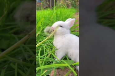 Green field #cute #rabbit #shorts