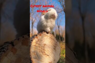 cute rabbit cute moments #animal #youtubeshorts #follow #cutest #viral #world @cutestanimal566