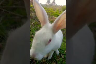 cute rabbit.....! mom rabbit eating morning time  #shorts #viral #love #shortvideo #video