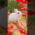 A Heartwarming Moment: Watch a Cute Rabbit Enjoy Its Meal #rabbit #short #ytshort #furryfriend