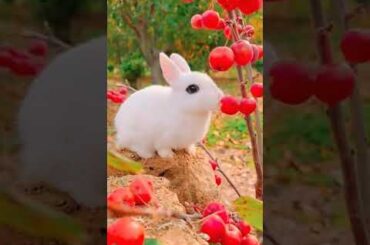 A Heartwarming Moment: Watch a Cute Rabbit Enjoy Its Meal #rabbit #short #ytshort #furryfriend