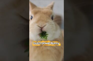 Dutch Power Bunny bad bunny dutch. animal funny bunny