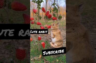 cute rabbit eating strawberries #shorts #ytshorts
