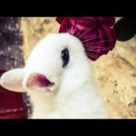 Cute Baby Rabbits Playing,Feeding Activities | Bunny Rabbit (Baby Rabbits)24 March 2023