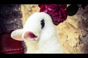 Cute Baby Rabbits Playing,Feeding Activities | Bunny Rabbit (Baby Rabbits)24 March 2023