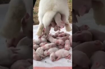 Rabbit Cute #rabbit #cute