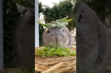 cute bunny#cute#rabbit#feedshorts