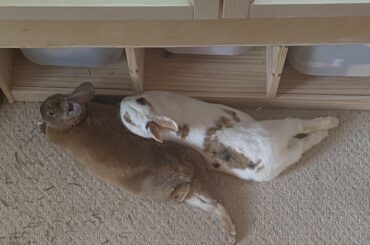 Morning cuddle noodles