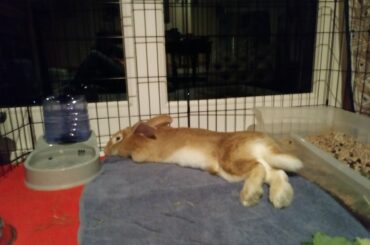 Gliding over to the water dish...