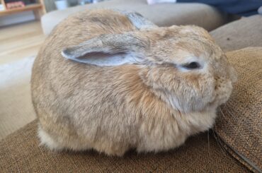 very dense golden loaf