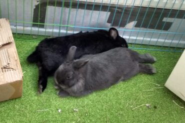 They're noodling again =D