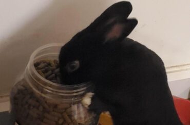Sneaky boi decided to get his own dinner instead of waiting for us to fill his bowl