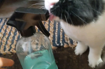 He always "supervises" when I clean the litterbox. Today he decided to take a more active role. 🤦‍♀️