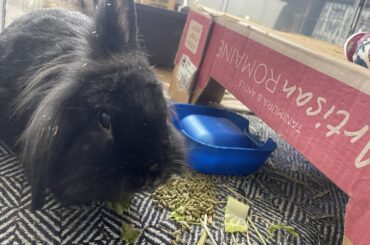 Breakfast piggy, smh