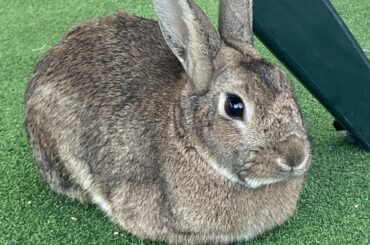 Whered his legs go? 😟