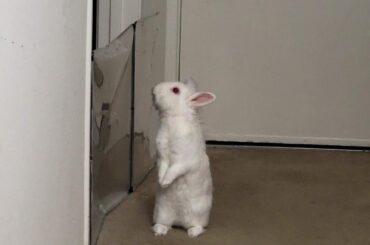 She stands to look over the forbidden area, she know she can't go to my bedroom