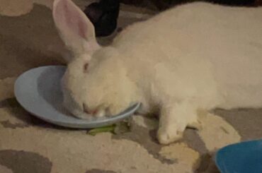 Plate pillow