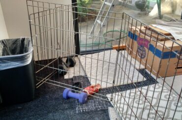 Poki chewed through the strap holding up the weight and lifted the fence on top of the weight to make an escape. (x-post r/Rabbits)