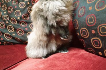 Meeko posing for the camera!