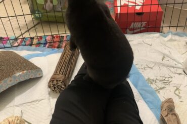 My personal body guard