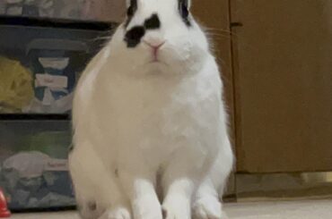 Dennis frowning because I called him a “smol chonky boi”