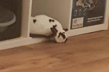 Ah yes, upside-down and with my head on the hard cold floor is just what i needed for a delightful nap