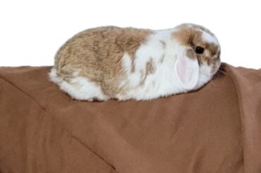 An Aloof Little Loaf