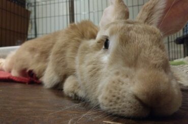 Perspective noodle, a.k.a. the snoot noodle