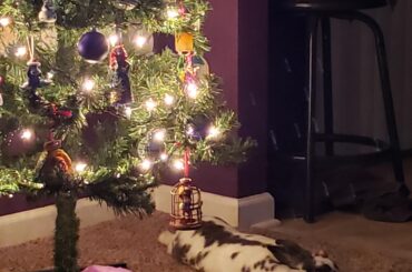 A sweet deflated Christmas bunny