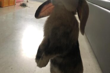 Where’s my treats?