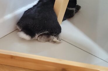 Proof that bunnies are 90% floof