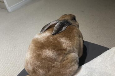 This loaf appeared on my couch but I don’t remember going to the bakery today 🤨