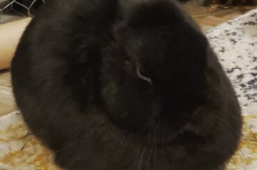 The void loaf has arrived