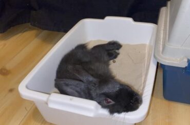 Sand/litter box + trash can with hay