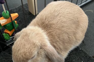 Freshly baked loaf bread