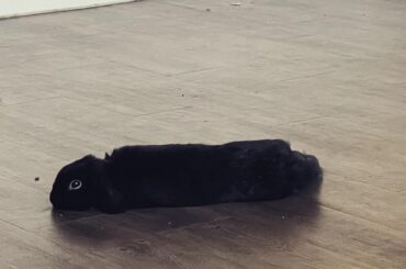 My noodle likes to eye me while he lays.