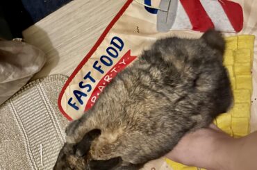 This chonky nugget plopped on my foot as I was getting up to leave 🥹😭