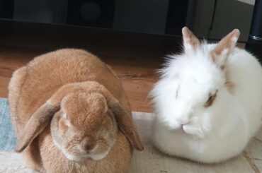 not a leg between them