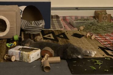 My noodle after eating all his dinner, dumping his hay, and gutting his new cardboard box. Very satisfied with himself.