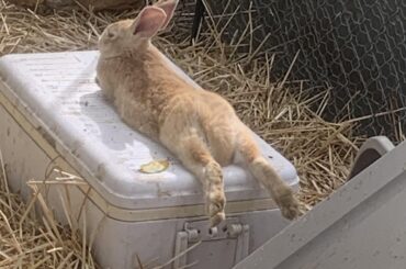 Several Flöps and HopNoodles from our small colony.